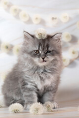 British Shorthair kittens with dandelions