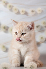 British Shorthair kittens with dandelions