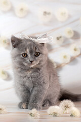 British Shorthair kittens with dandelions