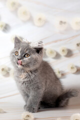 British Shorthair kittens with dandelions
