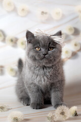 British Shorthair kittens with dandelions