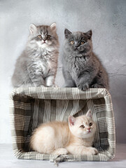 Family of British Shorthair kittens