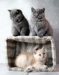 Family of British Shorthair kittens
