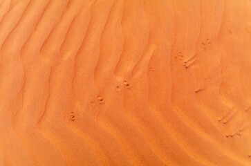 Sand waves on the red dunes in the desert near Dubai at sunrise