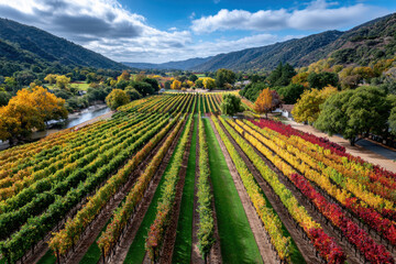 Colorful Autumn Vineyard Rows and Valley Landscape