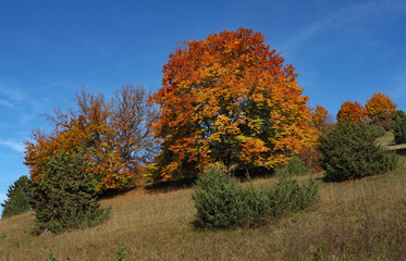Herbstf&auml;rbung bei M&uuml;nsingen, UNESCO-Biosph&auml;renreservat Schw&auml;bische Alb