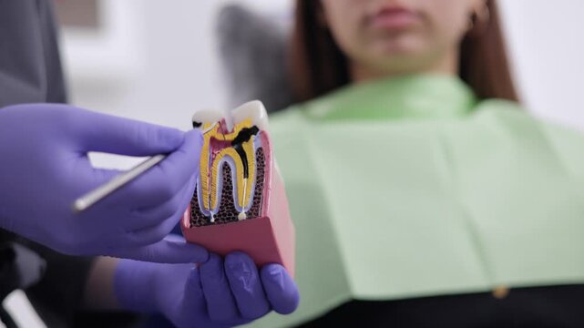 Female dentist demonstrating dental procedure with anatomical tooth model caries and pulpitis of nerve canal.