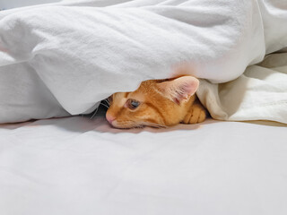 Sad ginger cat lies in white bed, resting. Emotional face with sad look to side. Pet care, problems.