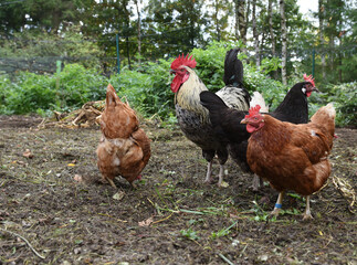 Haushühner mit Hahn suchen Futter im Freigehege	