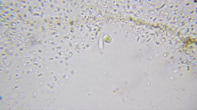 Two flagellated bacteria spinning around each other at 2000x (brightfield, oil immersion)