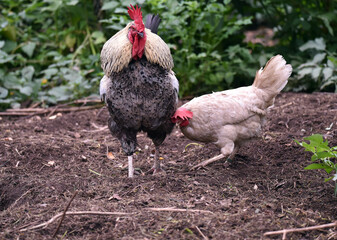 Haushühner mit Hahn suchen Futter im Freigehege	