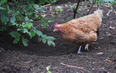 Henne sucht Futter in einer Freilandhaltung	
