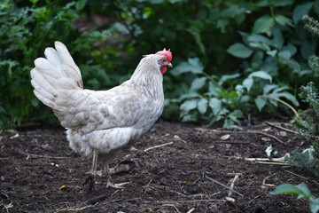 Henne sucht Futter in einer Freilandhaltung	
