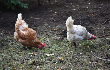 Henne sucht Futter in einer Freilandhaltung	

