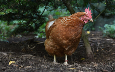 Henne sucht Futter in einer Freilandhaltung	
