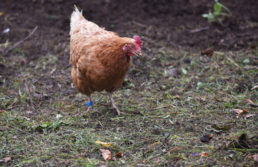 Henne sucht Futter in einer Freilandhaltung	
