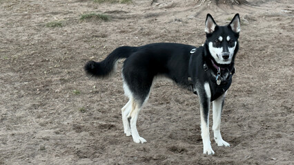 black and white dog - in the park - husky and German Shepherd mix