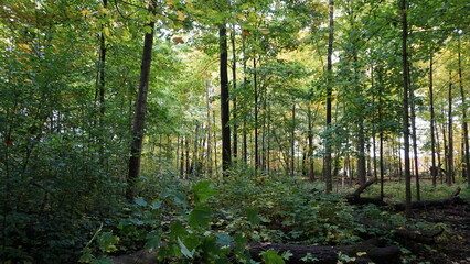 Trees in a Wisconsin Forest