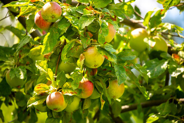Harvest of apples on a plantation in the garden. Fruit trees with apples. Ripe fruits on the branches of a tree. Gardening in agriculture.