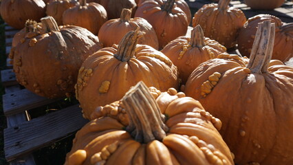 Orange Pumpkins in a Wisconsin Pumpkin Patch in Fall