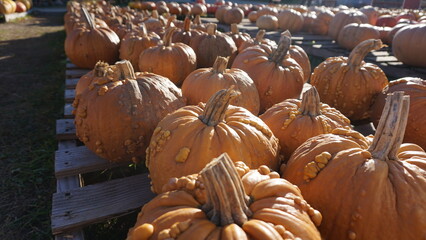 Orange Pumpkins in a Wisconsin Pumpkin Patch in Fall