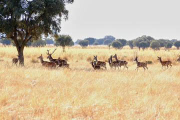 Naklejka premium Berrea en Parque nacional de Cabañeros