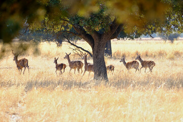 Berrea en Parque nacional de Cabañeros