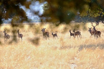 Berrea en Parque nacional de Cabañeros
