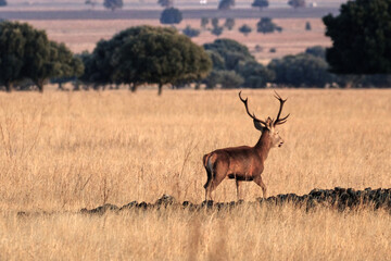 Berrea en Parque nacional de Cabañeros