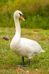 A close-up of a swan walking in a meadow. Nesting waterfowl. A flock of swans strolls across the green grass.