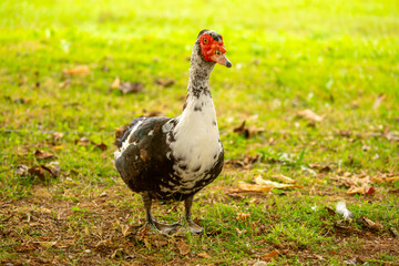 A close-up of a red-headed goose. Geese and ducks stroll across the grass in a green pasture meadow. The village is home to livestock farming and agriculture.