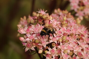 Bumblebee Working