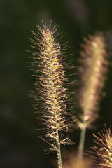 Plant That Caught My Interest