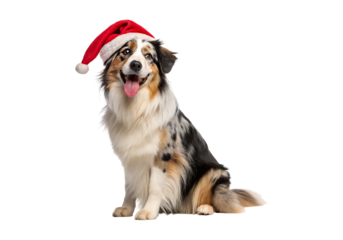 Isolated Australian Shepherd Dog wearing a Santa hat on a Transparent Background.