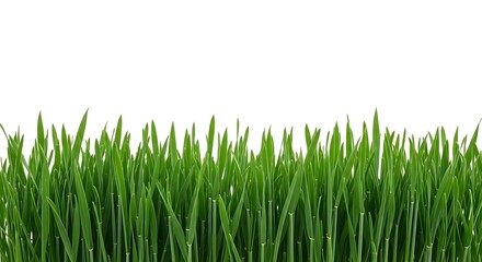 Fototapeta premium Lush green grass with dew drops isolated on white background, representing freshness and vitality