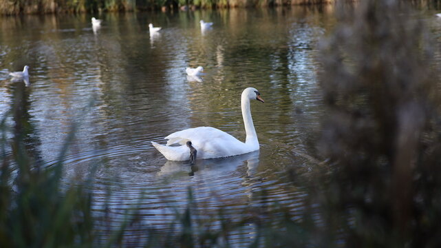 swan on the lake white nature beautiful light natural 