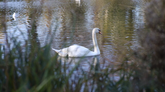 swan in the lake white water light natural beautiful 