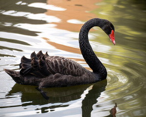 Naklejka premium Elegant black swan gliding gracefully on tranquil waters, a serene wildlife moment perfect for nature lovers and conservation campaigns