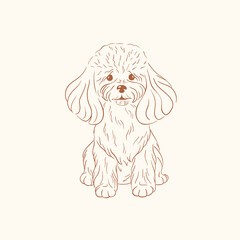 toy poodle vector illustration. Cute dog sketch