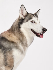 Siberian Husky with tongue slightly out and a playful look, standing against white backdrop. The light expression suggests friendliness and energy.