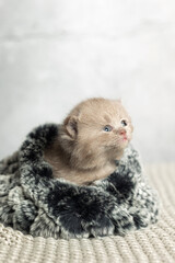 A small British Shorthair kitten. Lilac color.
