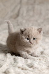 A small British Shorthair kitten. Lilac color.