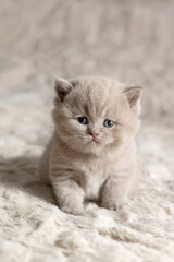 A small British Shorthair kitten. Lilac color.