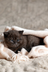 A small British Shorthair kitten. Black coat.