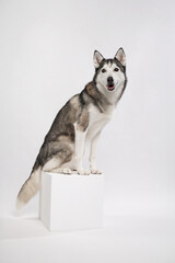 Full-body studio portrait of a Siberian Husky standing on a white cube, isolated on bright background. The dog poses confidently and shows breed features.
