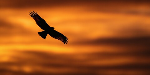 Naklejka premium A solitary bird soars against a vibrant orange sunset backdrop.