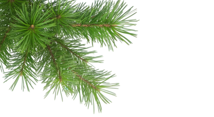Green pine tree needles on a transparent background, ideal for Christmas decorations, winter scenes, or holiday designs.