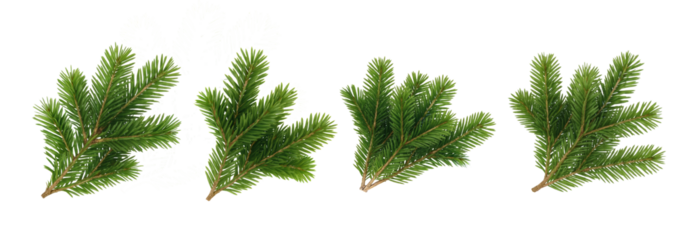 Set of realistic pine or fir tree branches isolated on transparent background, perfect for Christmas decorations, wreaths, or festive compositions.