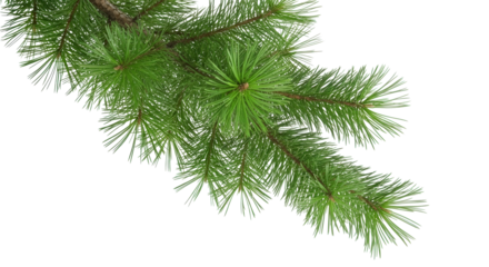 Natural PNG green pine branch with detailed needles on transparent background, ideal for holiday decorations, borders, or winter themes.