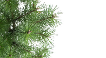 Obraz premium PNG of a lush green pine tree branch with long needles, isolated on a transparent background. Perfect for use in Christmas designs, winter-themed decorations, or festive holiday graphics.